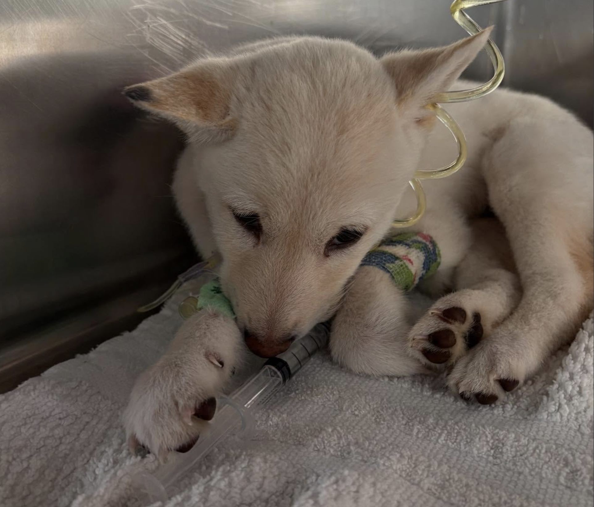 Parvo-positive puppy receiving medical care with IV support
