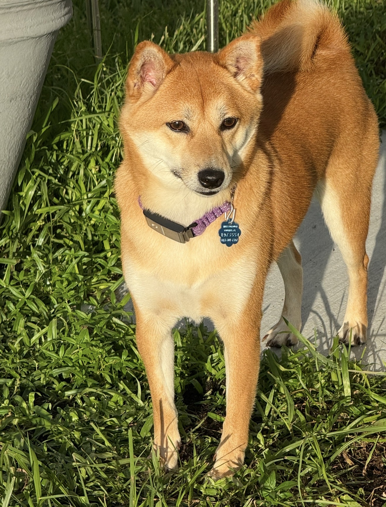Dog standing outdoors wearing a collar