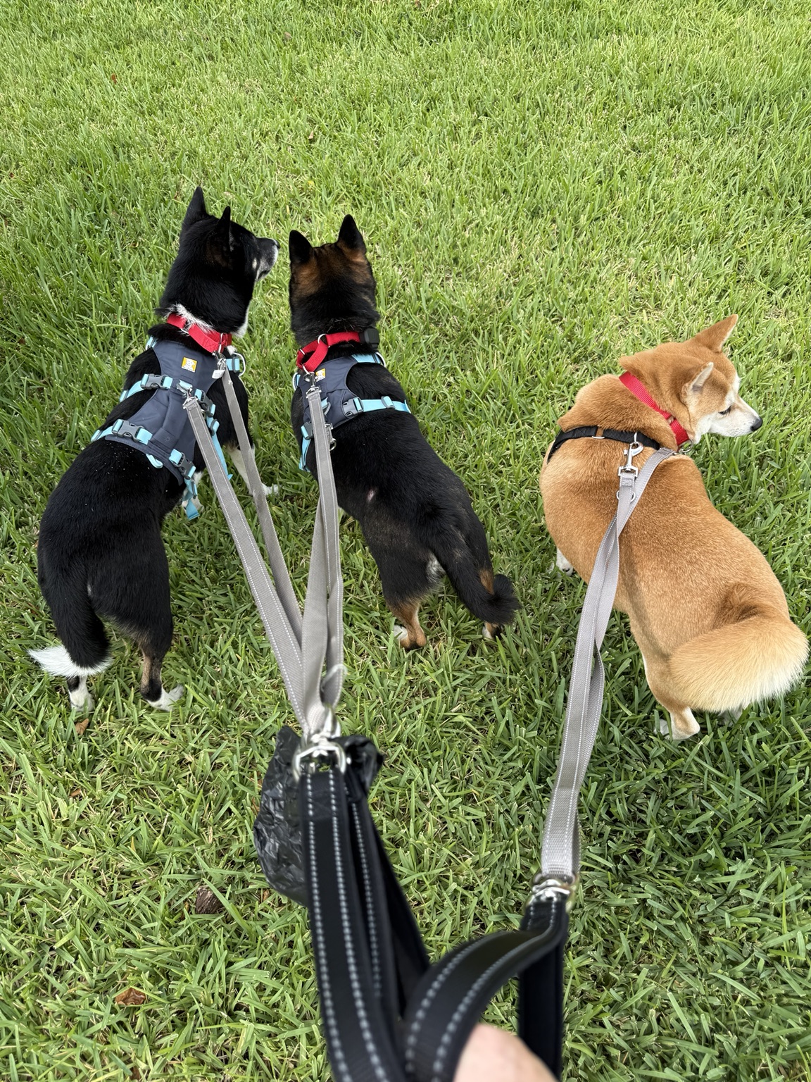 Haru walking with the other surrendered Shiba Inu