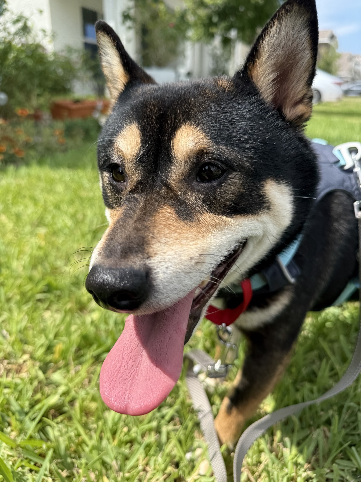 Haru outside on leash