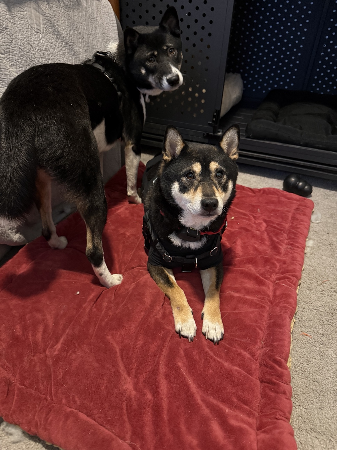 Haru resting indoors with Kuro nearby