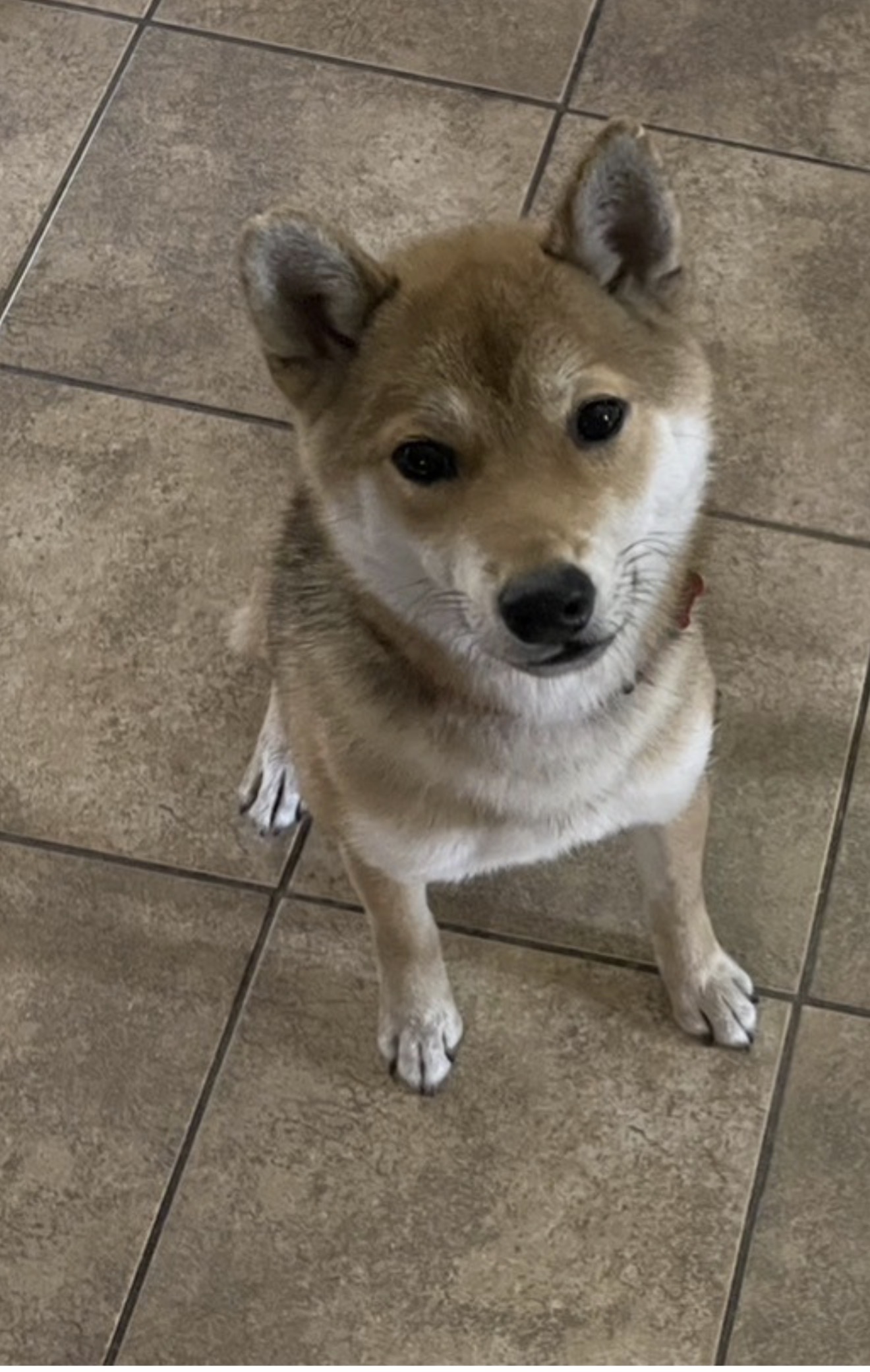 Itachi, a red Shiba Inu