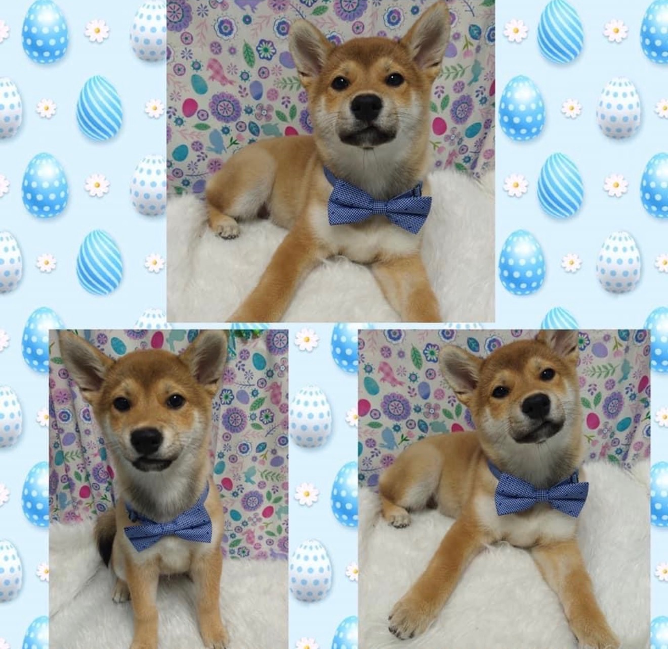 Itachi, a red Shiba Inu