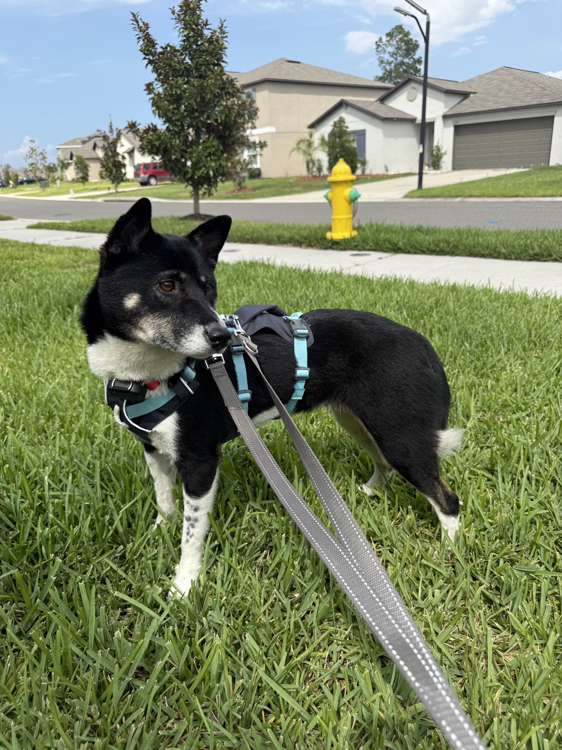 Kuro walking on leash
