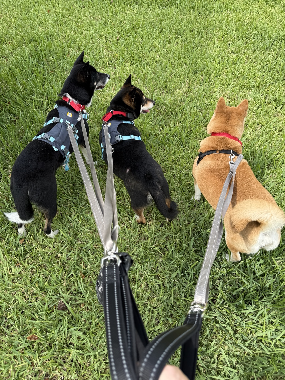 Mei walking with the other surrendered Shiba Inu