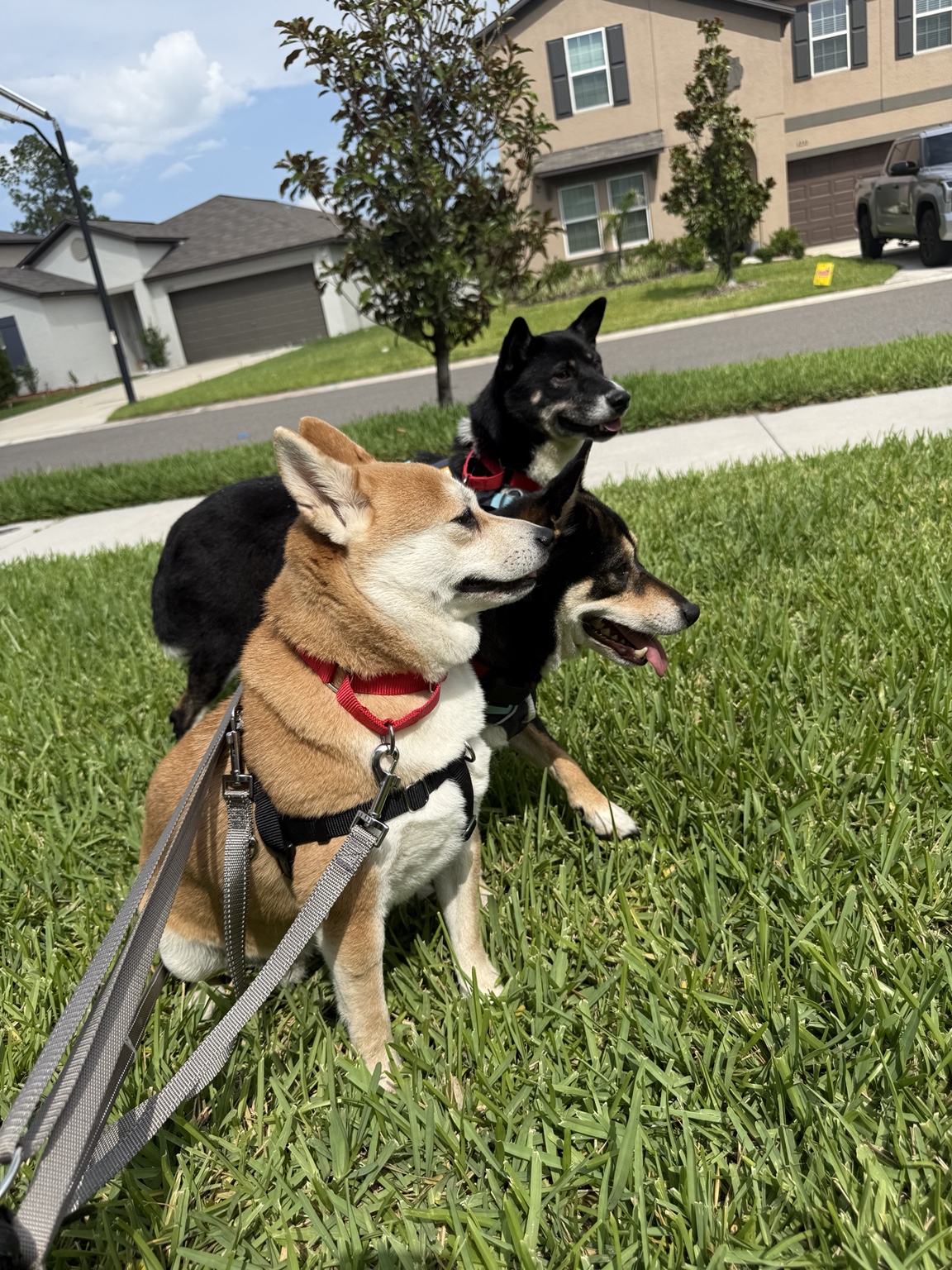 Mei with Kuro and Haru