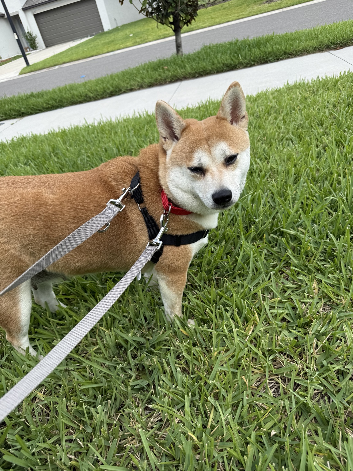 Mei outside in harness