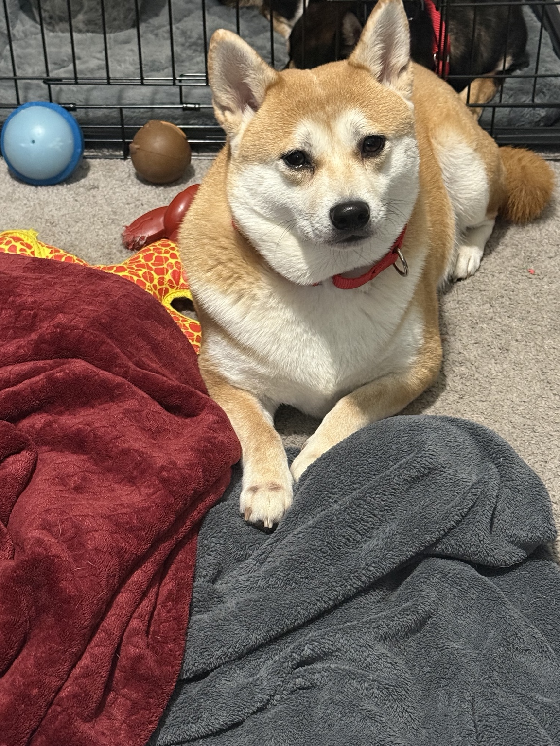 Mei resting indoors