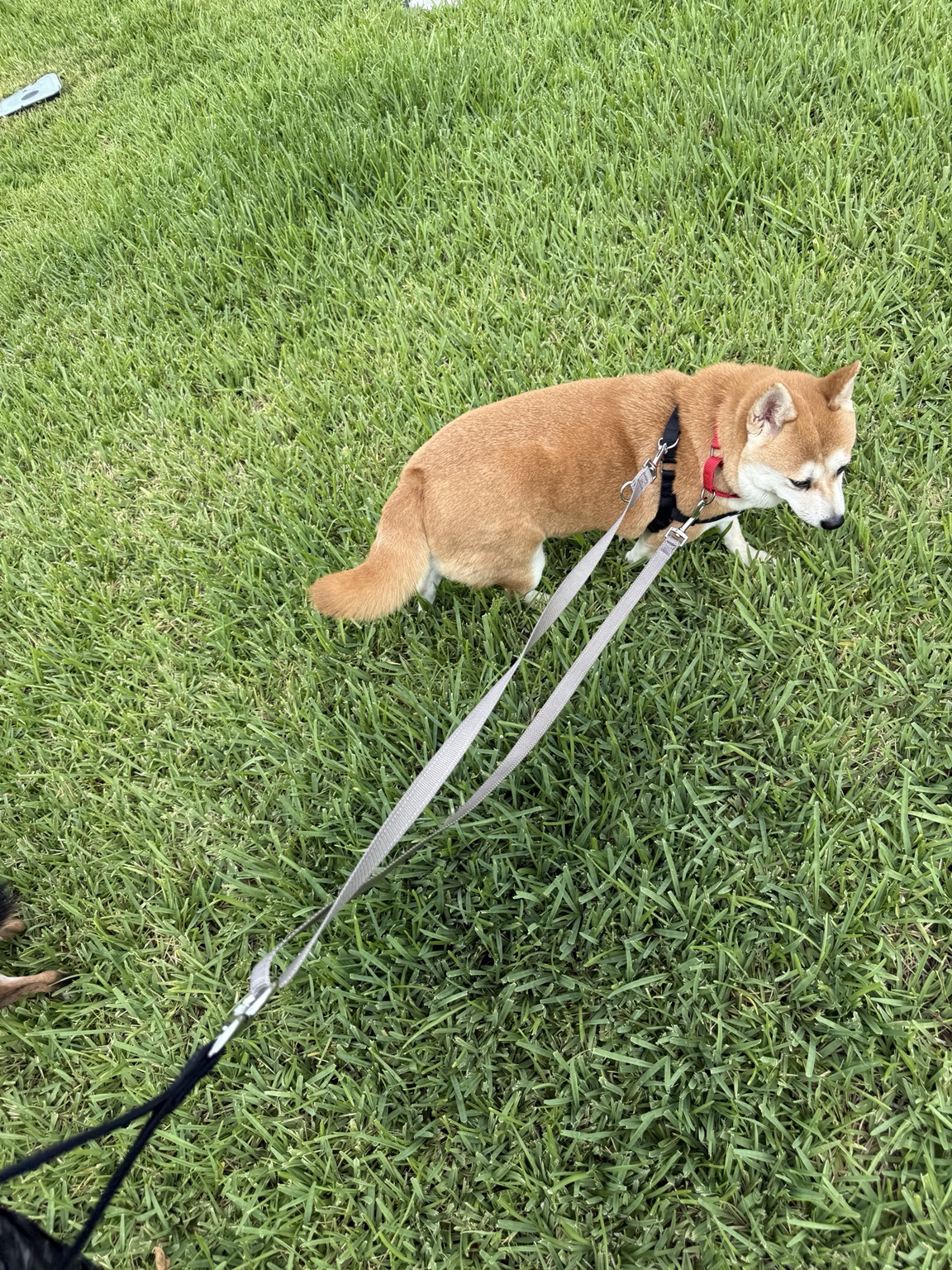 Mei on leash