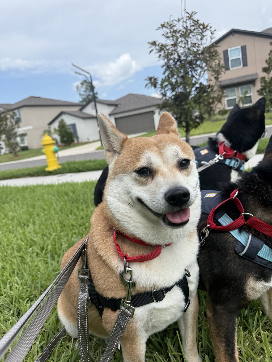 Mei walking with her group
