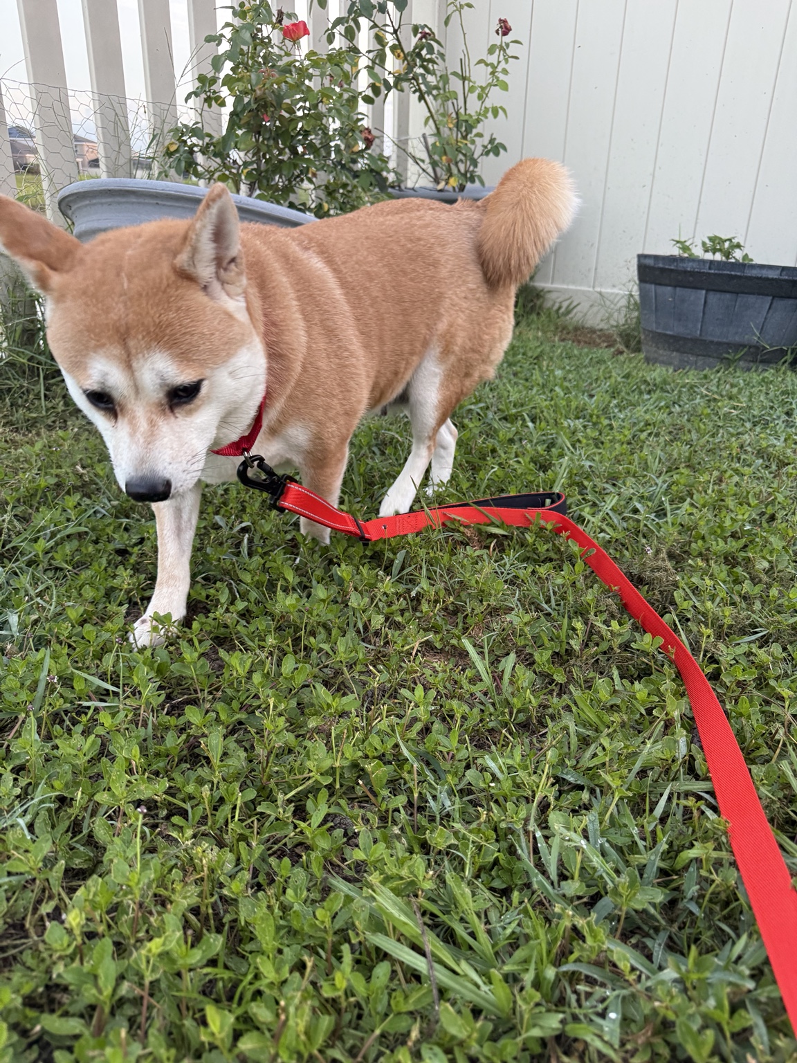 Mei outside in the yard
