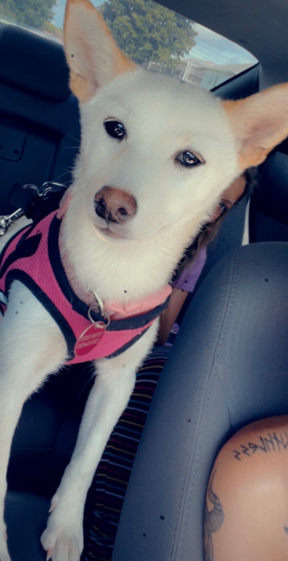 Nezuko, a cream Shiba Inu sitting in car with pink harness