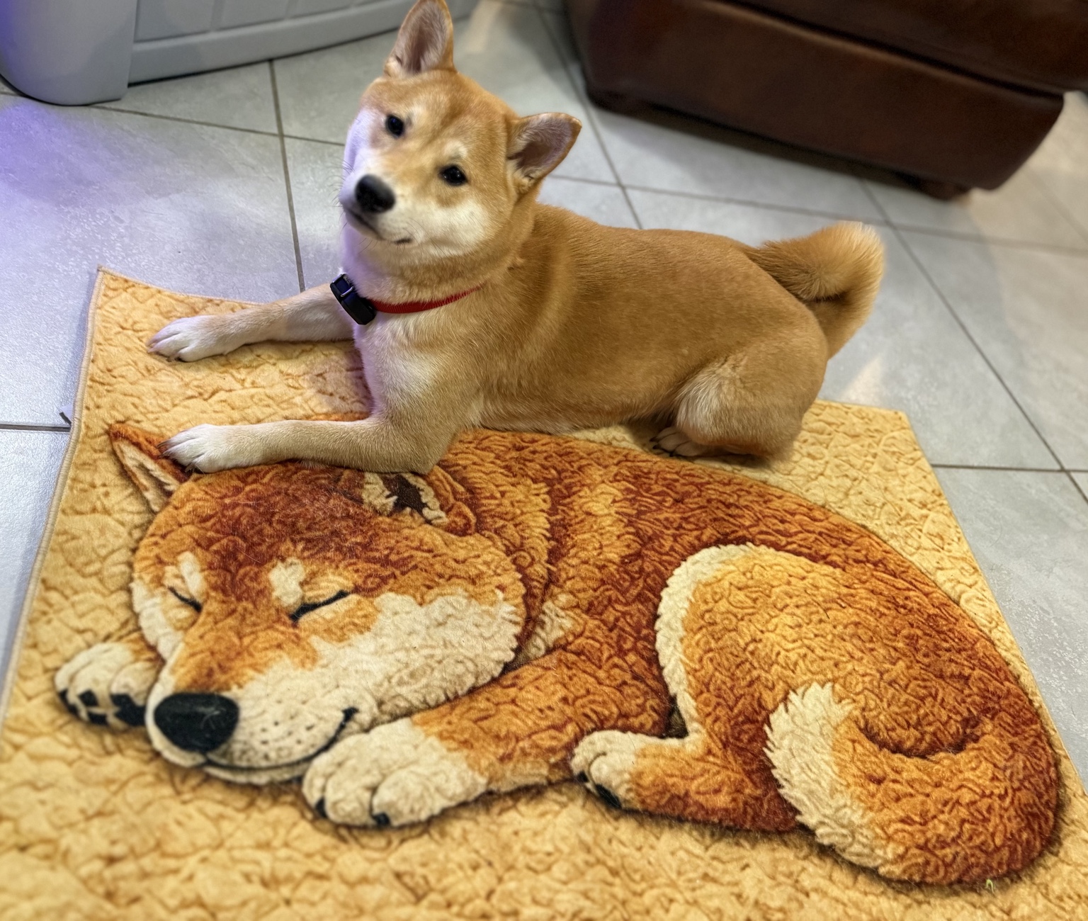 Phoenix resting on a Shiba Inu rug