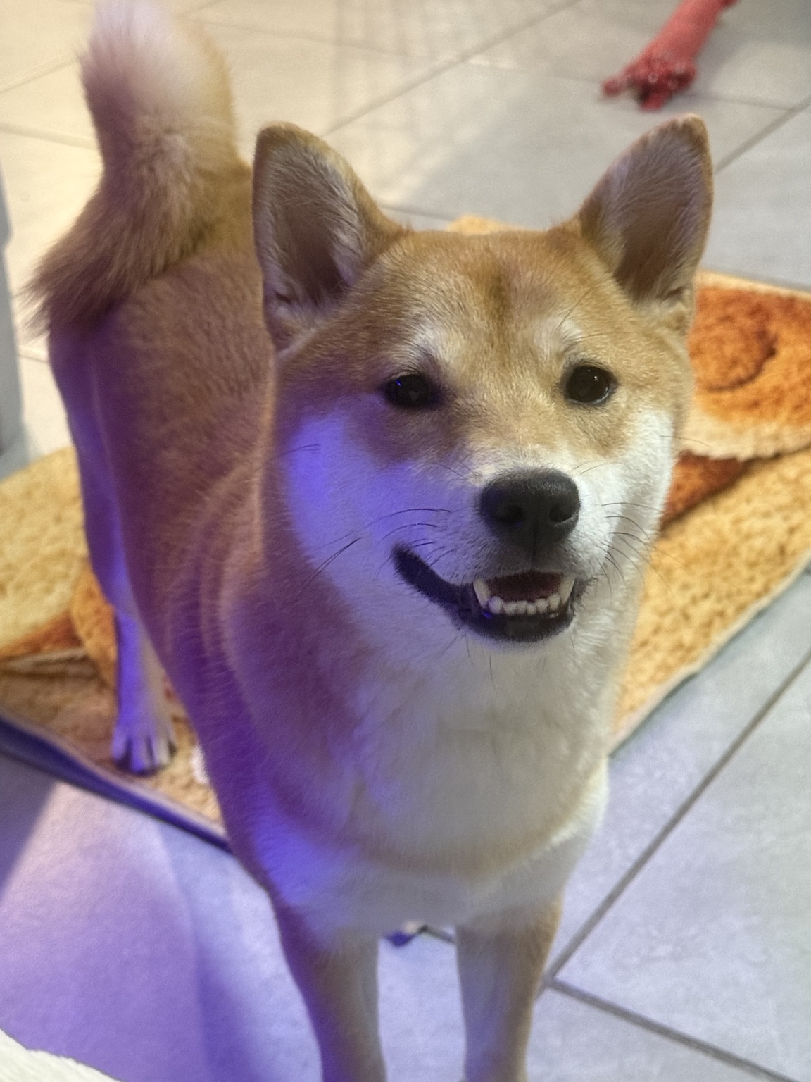 Phoenix smiling indoors