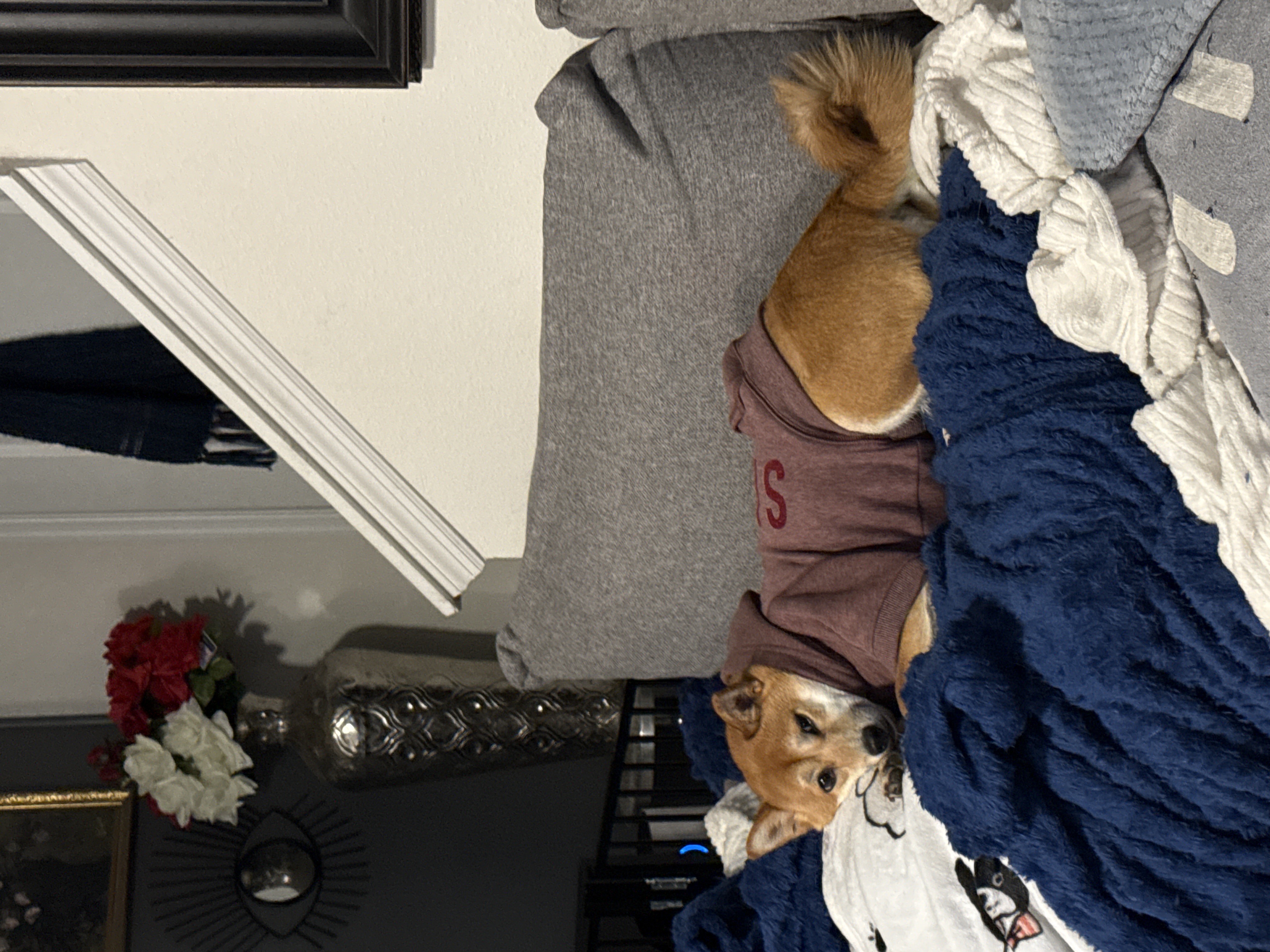 Sage the Shiba Inu wearing a sweater, curled up on the couch